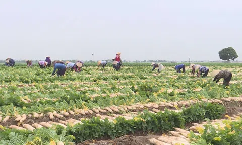 Bắc Ninh tập trung đổi mới và phát triển kinh tế tập thể