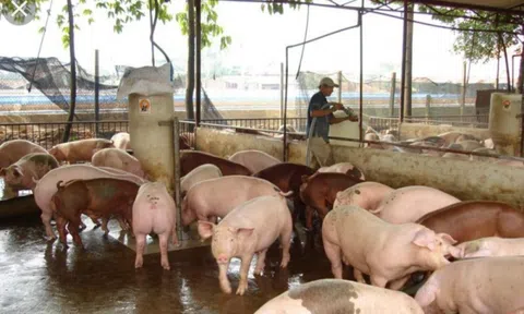 Bộ NN&PTNT: Triển khai các giải pháp gỡ khó cho ngành chăn nuôi