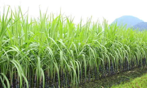 Phú Yên: Thị trường mía đường nhiều biến động
