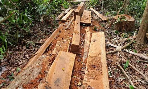 Mua bán và cất giấu gỗ trái phép, một cán bộ Quảng Nam bị cách hết chức vụ trong Đảng