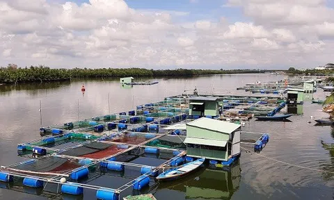 Chủ động ứng phó, hạn chế thiệt hại cho ngành thủy sản trong mùa mưa lũ