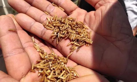 Chính phủ xuất cấp hơn 180 tấn giống lúa, ngô hỗ trợ người dân Hà Nam và Quảng Trị