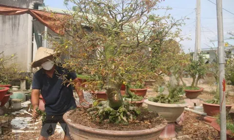 Thất thu vụ mai Tết Nguyên đán Nhâm Dần 2022 ở Bà Rịa-Vũng Tàu