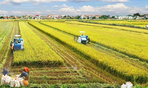 Đề án chuyên canh lúa chất lượng cao mở ra tư duy mới cho nông dân