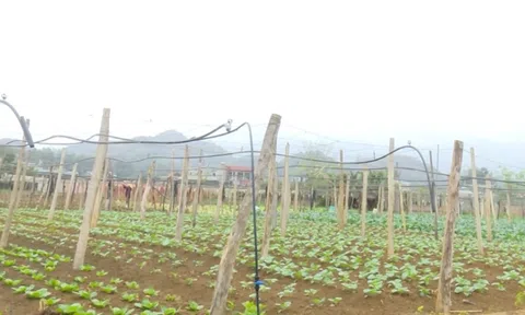 Sơn La nâng cao hiệu quả hỗ trợ pháp lý cho doanh nghiệp nhỏ và vừa