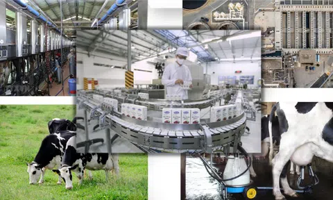 Phát triển bền vững và xanh hóa ngành công nghiệp chế biến sữa