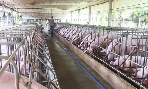 Thanh Hóa: Chấp thuận điều chỉnh chủ trương đầu tư dự án Trang trại chăn nuôi lợn thịt công nghệ an toàn sinh học tại xã Thanh Xuân