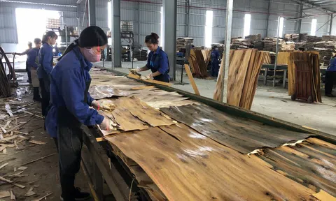 Bắc Kạn tăng cường quản lý hoạt động của các cơ sở sản xuất, chế biến gỗ