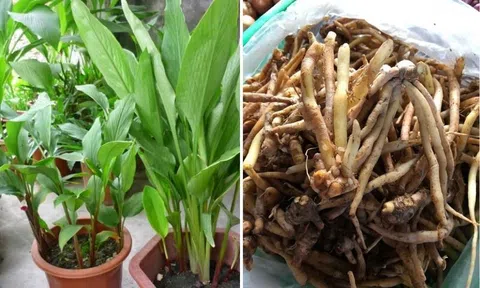 Cao chữa viêm loét dạ dày từ củ ngải bún