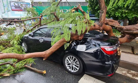 Xe bị hư hỏng do cây đổ đè vào, ai sẽ chịu trách nhiệm đền bù?