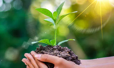 Hà Nội phấn đấu mỗi người trồng một cây xanh