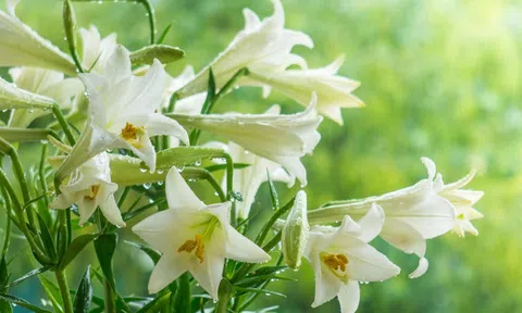 Tháng tư loa kèn xuống phố, làng hoa Tây Tựu mong chờ vực dậy sau Covid