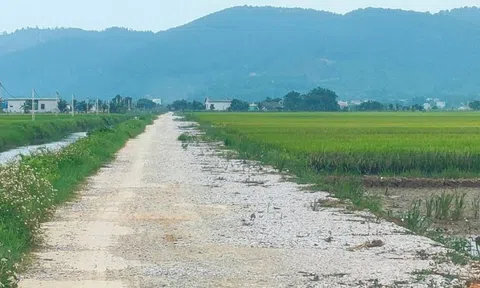 Hà Trung (Thanh Hóa): Chưa chuyển mục đích sử dụng đất, vẫn phê duyệt dự án