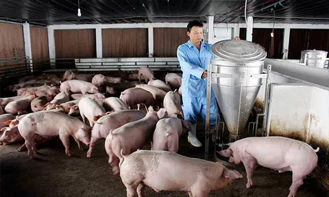 Miễn thu phí trong chăn nuôi đối với nhiều đối tượng