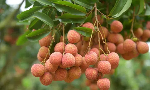 Thủ phủ vải Bắc Giang lên kế hoạch tiêu thụ vải trong tâm dịch COVID-19
