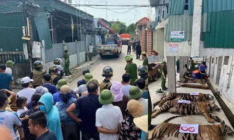 Vụ nuôi nhốt 17 con hổ ở Nghệ An: Chuyện “con voi chui lọt lỗ kim”?