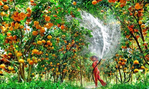 Xây dựng 5 vùng nguyên liệu nông sản trên cả nước