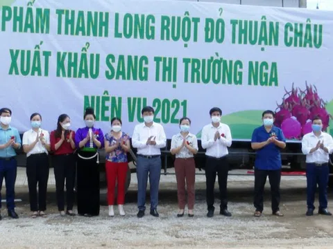 Thanh long Sơn La lên đường sang thị trường Nga