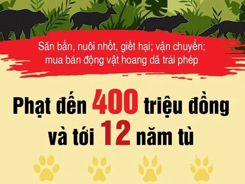 Inforgraphic: Săn bắn, mua bán, giết hại động vật hoang dã sẽ đối diện mức phạt nặng như thế nào?