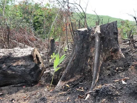 Phú Yên: Khởi tố các vụ phá rừng ở Sơn Hòa