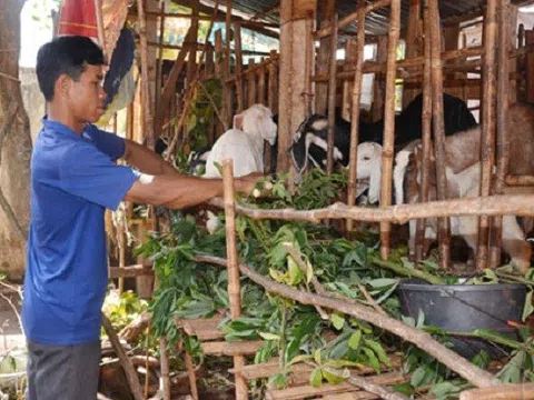 Bà Rịa - Vũng Tàu: Hỗ trợ hộ nghèo, hộ cận nghèo vay vốn phát triển sản xuất