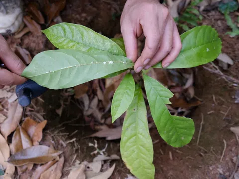 Học sinh làm bom hạt giống để gây rừng