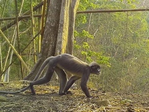 WWF: Phát hiện hơn 220 loài mới tại khu vực Mekong mở rộng