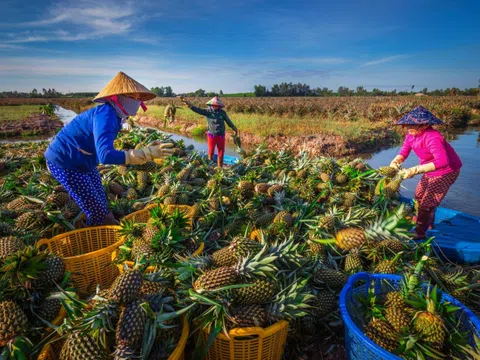 Vật liệu siêu hút nước từ lá dứa: “Giải khát” cho những cánh đồng