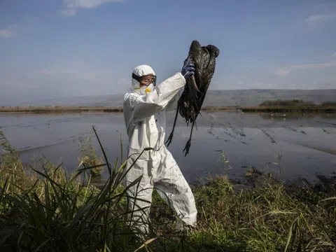 Bùng phát dịch cúm gia cầm H5N1 trên toàn cầu