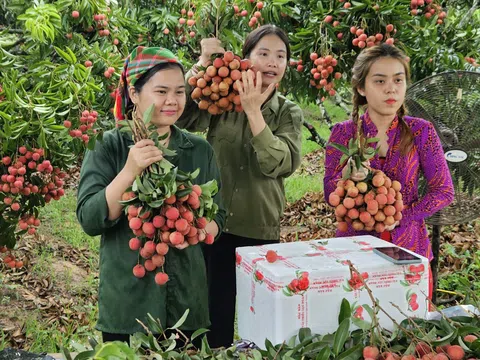 Có “đơn khủng” nhưng các gian hàng trực tuyến vẫn lo ngại điều gì?