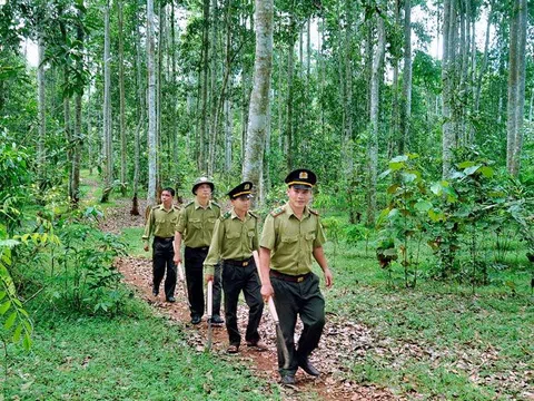 Chuyên trách bảo vệ rừng có phải là nghề độc hại, nguy hiểm?