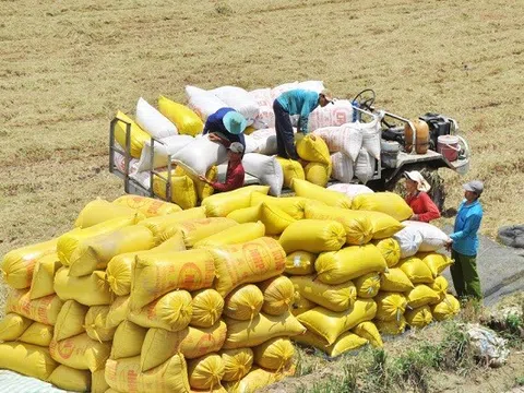 “Bất thường” thị trường lúa gạo: Cảnh giác chiêu trò “thổi giá”