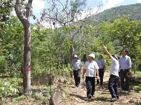 Khẩn trương điều tra vụ “đầu độc" cây rừng tự nhiên tại Ninh Thuận