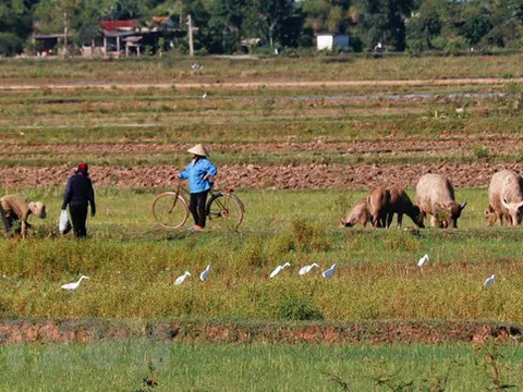 Quảng Bình: Người dân ngang nhiên đặt bẫy đánh bắt chim trời