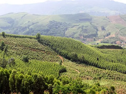 Bắc Giang chuyển mục đích sử dụng 24,45ha rừng để làm 3 dự án