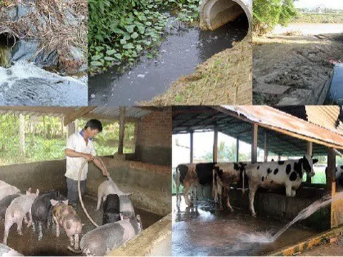 Linh hoạt cho phép tái sử dụng nước thải chăn nuôi để tưới cây trồng - Cơ hội cho nông nghiệp xanh, nông nghiệp tuần hoàn