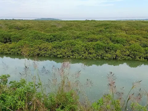 'Dòng chảy mới' cho nông nghiệp Xanh