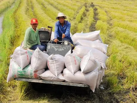Thủ tướng chỉ đạo gỡ khó xuất khẩu lúa gạo