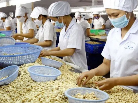 Doanh nghiệp xuất khẩu nông sản “giữ” sự phục hồi bền vững