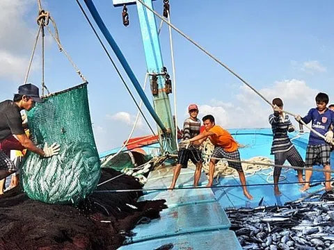 Quy định về giám sát viên trên tàu cá hoạt động khai thác ở vùng biển Việt Nam