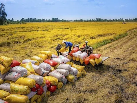 Áp giá sàn xuất khẩu gạo là không nên