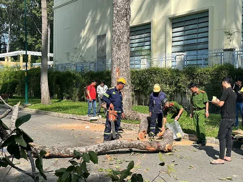 Từ vụ nhánh cây gãy khiến 5 người thương vong ở công viên Tao Đàn: Ai chịu trách nhiệm cho những tai họa từ trên trời rơi xuống?