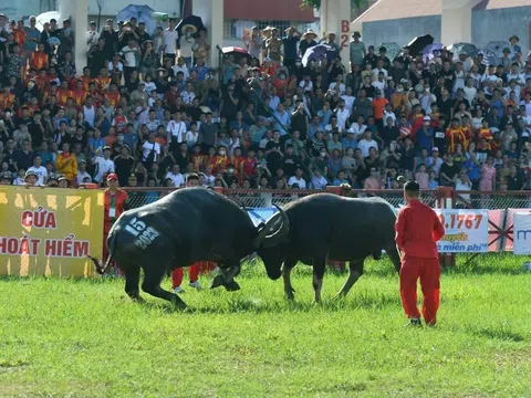 Phát hành 18.000 vé miễn phí tham dự Lễ hội Chọi trâu Đồ Sơn 2024