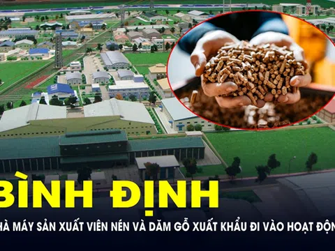 2 nhà máy sản xuất viên nén và dăm gỗ vừa đi vào hoạt động tại Bình Định có quy mô ra sao?