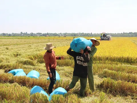 Trồng lúa chưa cần bán thóc, nông dân ở ĐBSCL vẫn sẽ được trả gần 1.000 tỷ đồng