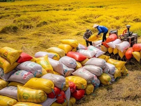 “Siết” quản lý xuất khẩu gạo: Doanh nghiệp cần lộ trình