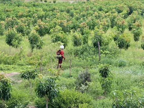 Cách tính thuế thu nhập cá nhân khi bán đất mà có cây trồng trên đất