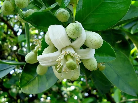 Hương sắc tháng 3 Hà Nội