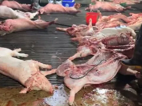 Khi thực phẩm bẩn "len lỏi" vào bữa ăn học đường