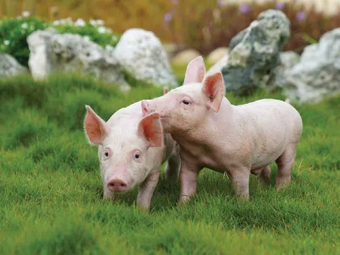 “Cơn lốc” mở rộng quy mô khiến BAF Việt Nam đối mặt với rủi ro từ đòn bẩy tài chính?